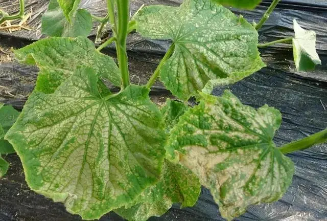 【种植宝典】冬季大棚蔬菜冬季肥害,四大隐形杀手浮出水面!