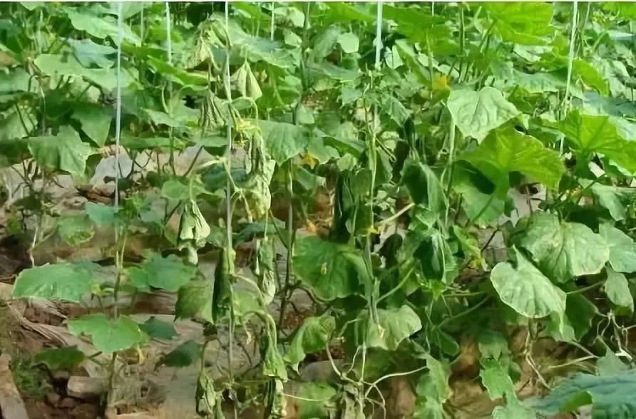 【种植宝典】冬季大棚蔬菜冬季肥害,四大隐形杀手浮出水面!