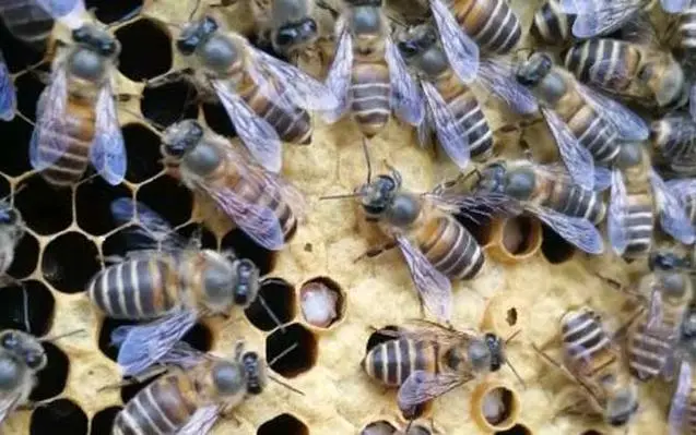 蜜蜂寒冬噩梦:揭秘关键因素死亡元凶曝光!