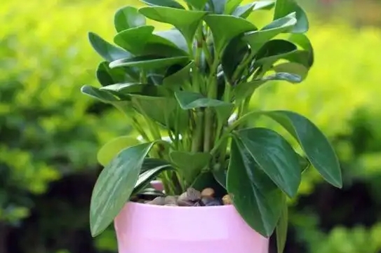 <b>碧玉绿植适合室内养吗？：为你的居家环境增添一抹自然绿意！</b>