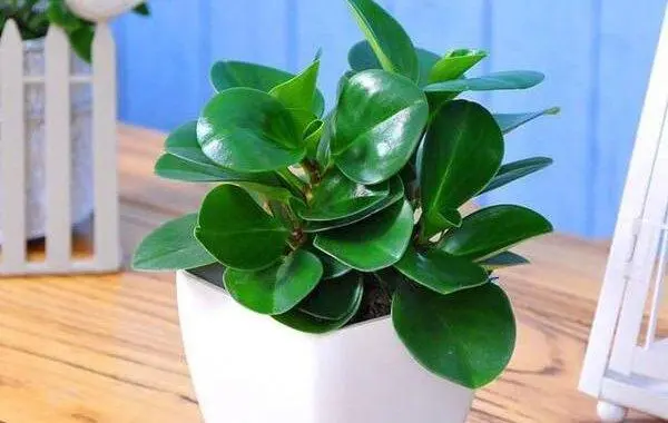 碧玉绿植适合室内养吗?:为你的居家环境增添一抹自然绿意!
