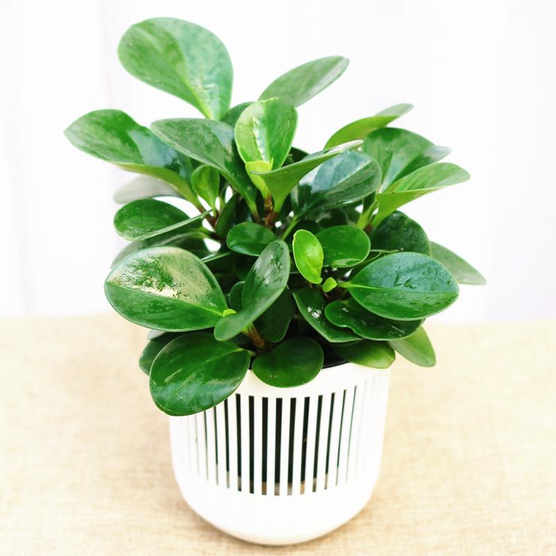 碧玉绿植适合室内养吗?:为你的居家环境增添一抹自然绿意!