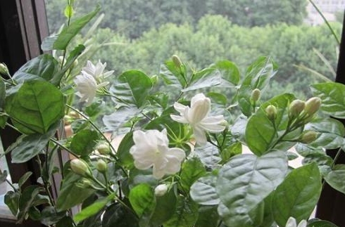 <b>茉莉花室内养殖攻略：给家添一抹绿意，让心情更舒畅</b>