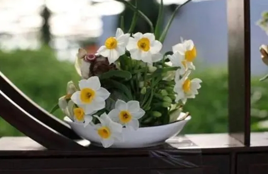 <b>水仙花有毒吗？可以在室内养吗？全面解答与养殖技巧</b>