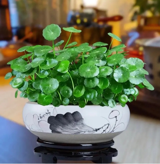 铜钱草水培养殖方法与技巧:快速掌握轻松养出健康植株
