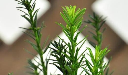 <b>红豆杉修剪方法与时间：4-10月生长期与10月至次年4月休眠期的修剪技巧</b>