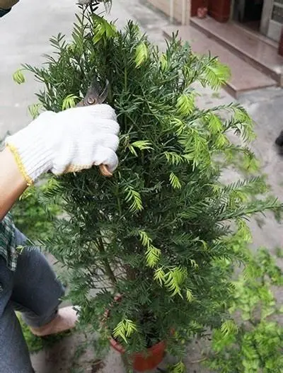 红豆杉修剪方法与时间:4-10月生长期与10月至次年4月休眠期的修剪技巧