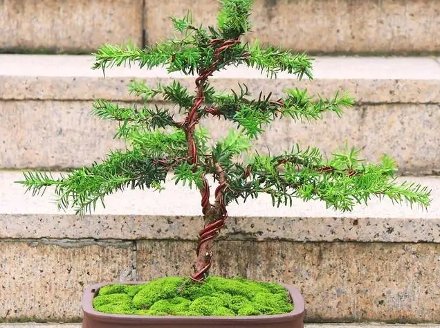 红豆杉修剪方法与时间:4-10月生长期与10月至次年4月休眠期的修剪技巧