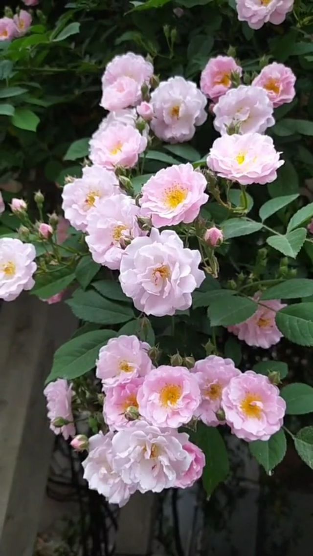 七姊妹花与蔷薇关系,七姊妹花竟是蔷薇花的“姐妹”?