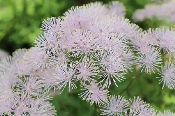 <strong>唐松草的功效与作用-清热泻火、保肝护心的全能花卉+中药</strong>