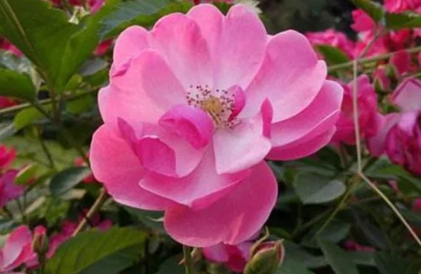 <strong>荷花蔷薇月季花大比拼：绽放春日的花海奇迹</strong>