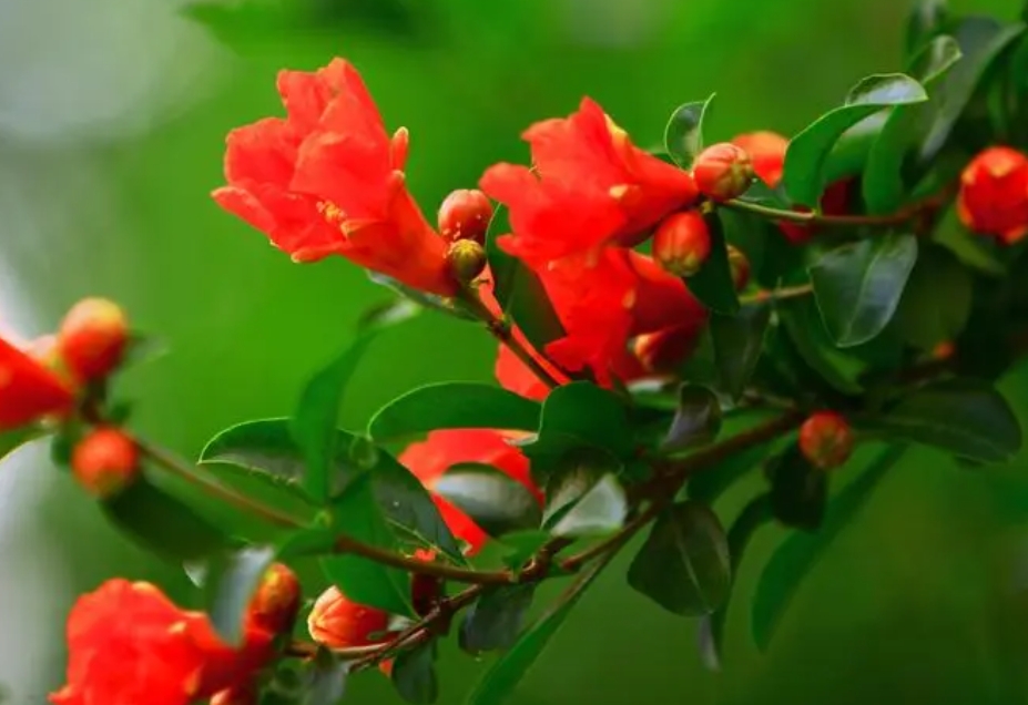石榴花开绽放的绝美时光,你不可错过的夏日花海盛宴
