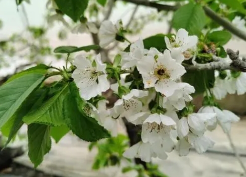 樱桃树开花时间如约而至:四季轮回的美丽与希望的信号