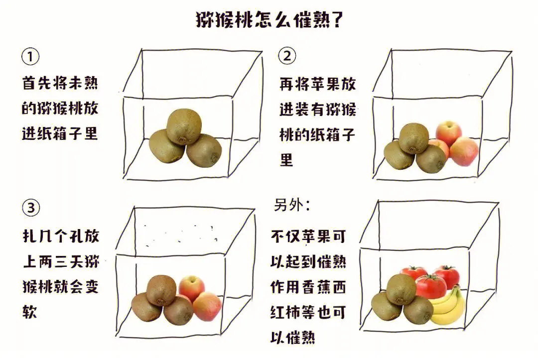 猕猴桃快速催熟秘籍法,解锁美味让味蕾不再等待
