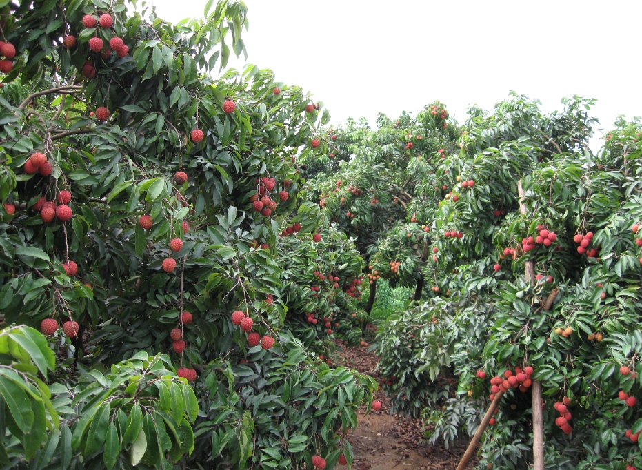 <b>荔枝树种植视角：哪些地区适宜种植荔枝“甜蜜”的土地</b>