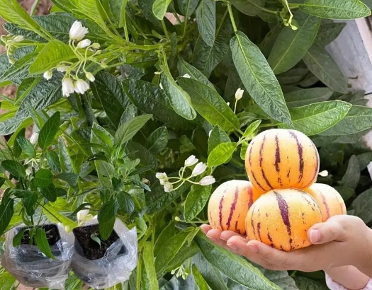 <strong>人参果树种植与管理技巧方法，绿色种植新纪元打造丰收人参果</strong>
