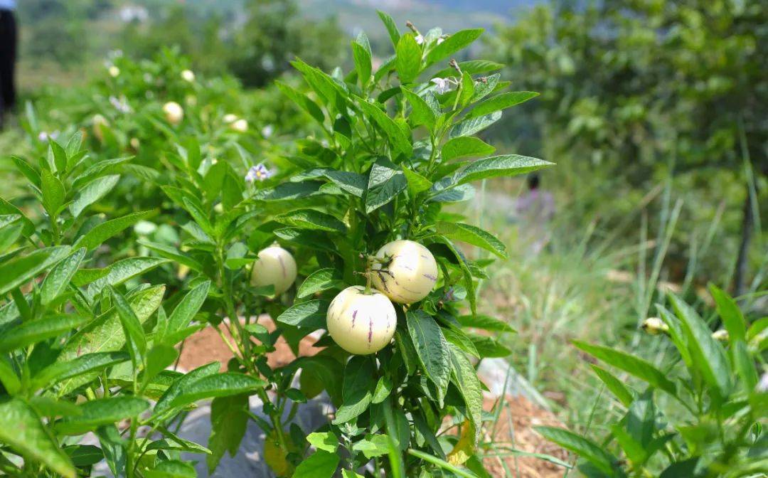 人参果树种植与管理技巧方法,绿色种植新纪元打造丰收人参果园