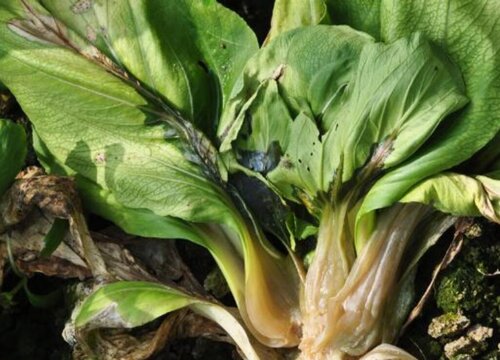 告别蔬菜烂根烂茎烦恼,从源头到末端的全面解决方法