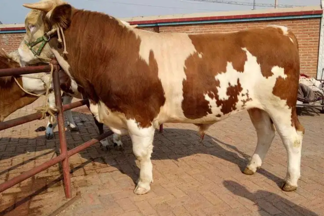 <strong>西门塔尔牛VS黄牛终极对决：肉质品鉴大比拼，谁更胜一筹？</strong>