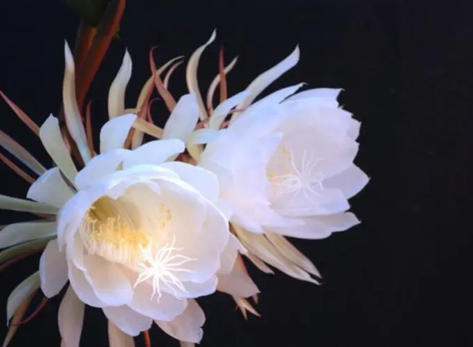 <b>昙花一现，几色倾城？昙花多样色彩之美盛宴</b>