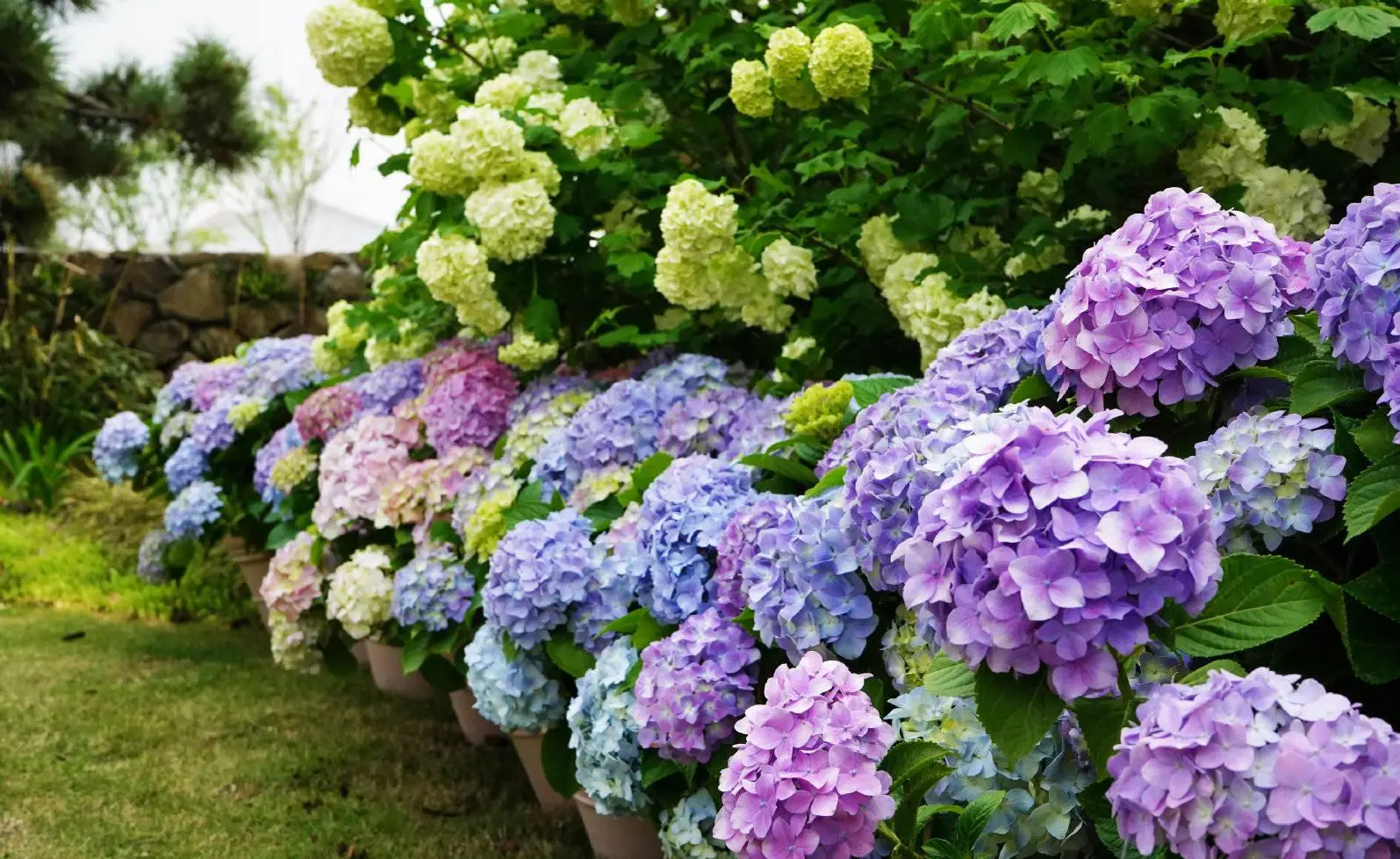 为何绣球花背负“死人花”之名?美丽与误解并存的真相