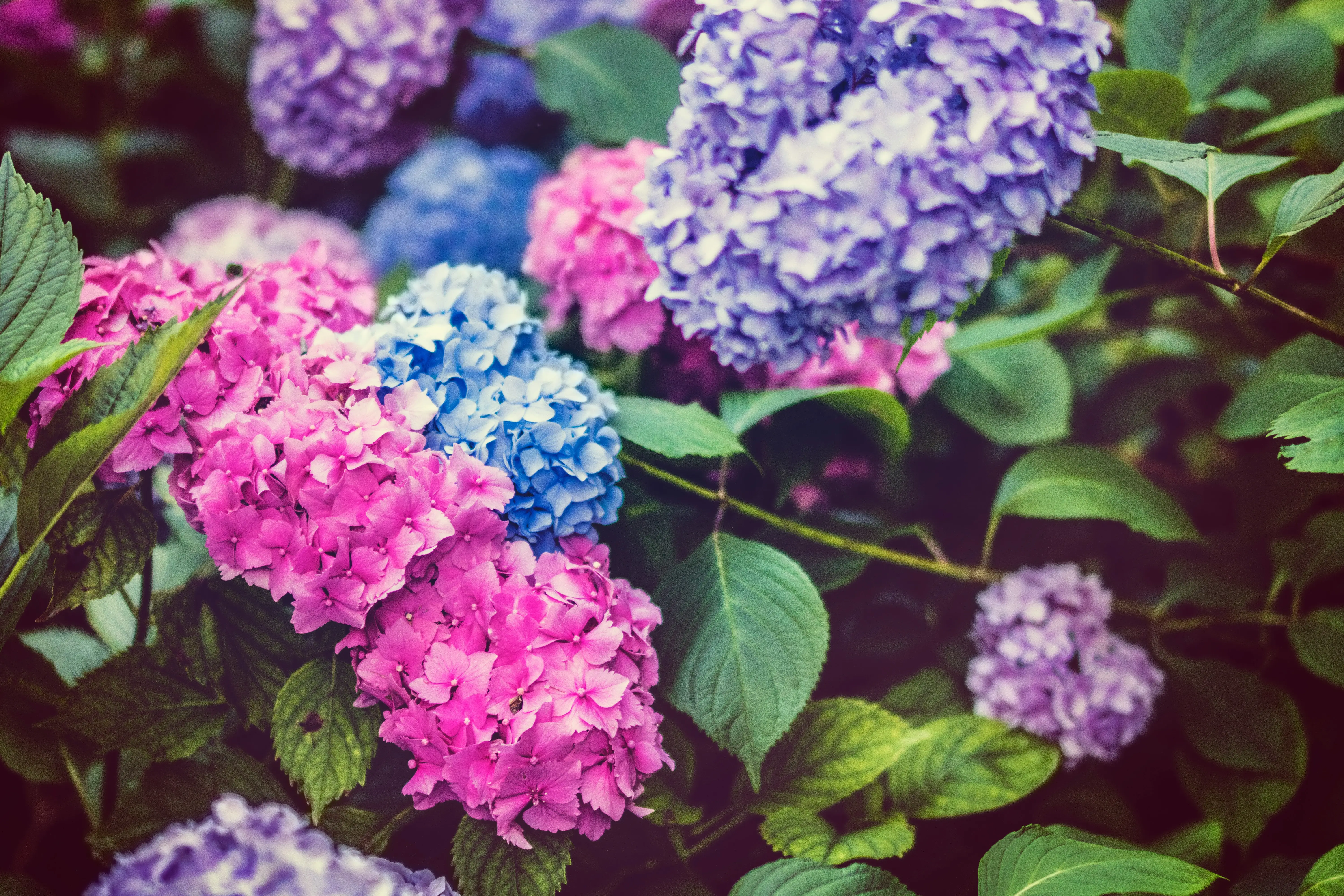 为何绣球花背负“死人花”之名?美丽与误解并存的真相