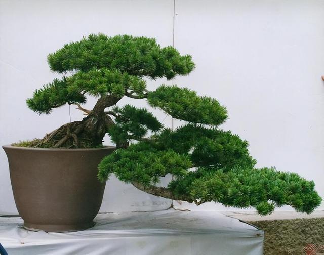 家居风水新视角:罗汉松的吉祥寓意与风水摆放禁忌