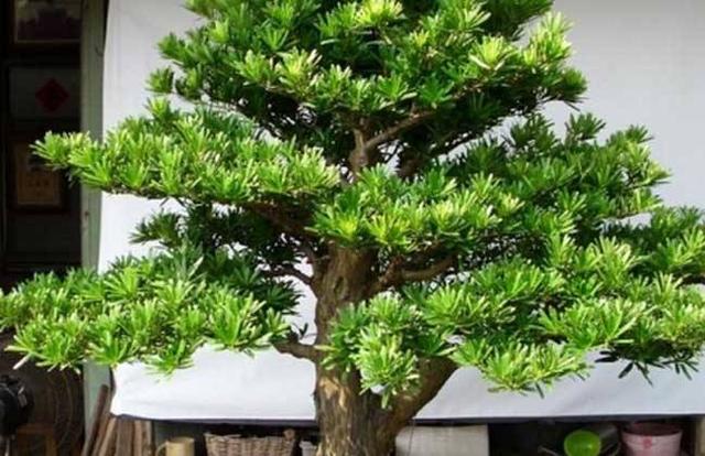 家居风水新视角:罗汉松的吉祥寓意与风水摆放禁忌