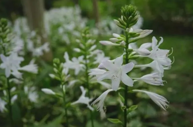 <b>探秘玉簪花开月，一睹夏日清新之美</b>