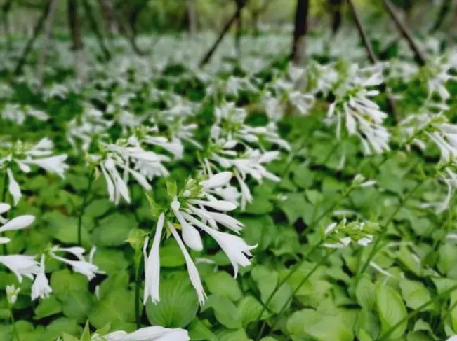 探秘玉簪花开月,一睹夏日清新之美