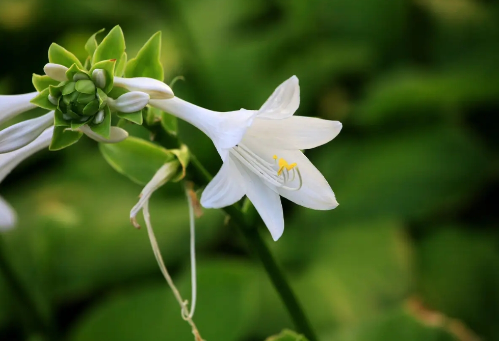 探秘玉簪花开月,一睹夏日清新之美