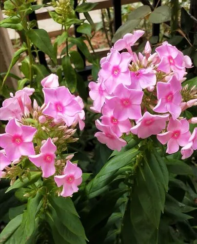 探寻福禄考花之名来由:缘起何处,寓意深远