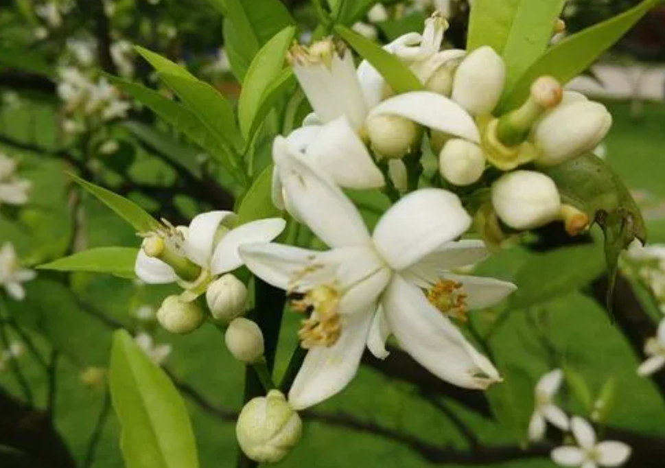 <b>柚子树几年能开花结果？五年等待，一朝满树金黄！</b>