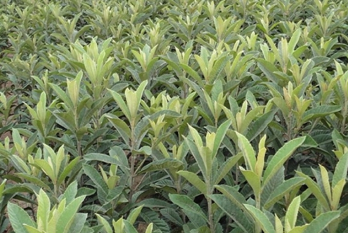 <b>枇杷树苗什么季节种植比较好？选对季节，种下财富之树</b>