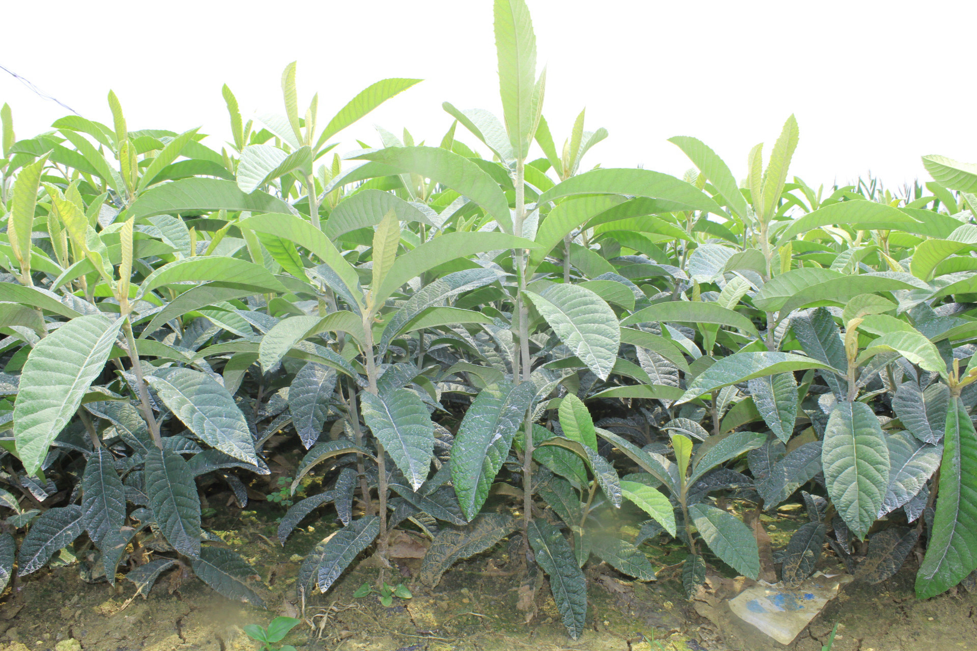 枇杷树苗什么季节种植比较好?选对季节,种下财富之树