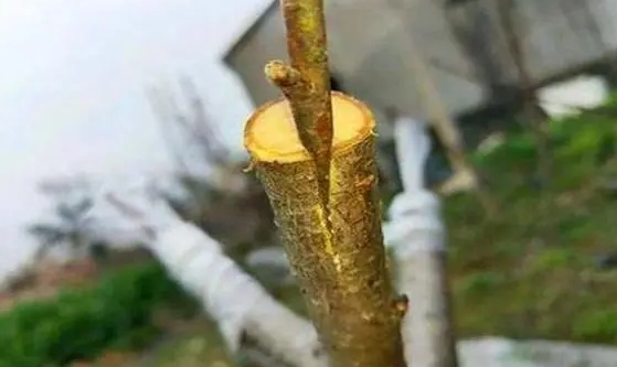 嫁接的智慧,美味的果实——深度剖析李子树最佳嫁接树种