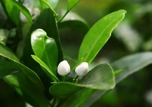<b>桔子树开花结果月份揭秘：把握时机与自然的甜蜜邂逅！</b>