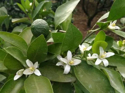 桔子树开花结果月份揭秘:把握时机与自然的甜蜜邂逅!