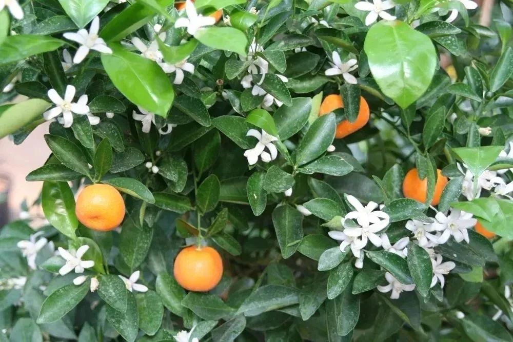桔子树开花结果月份揭秘:把握时机与自然的甜蜜邂逅!