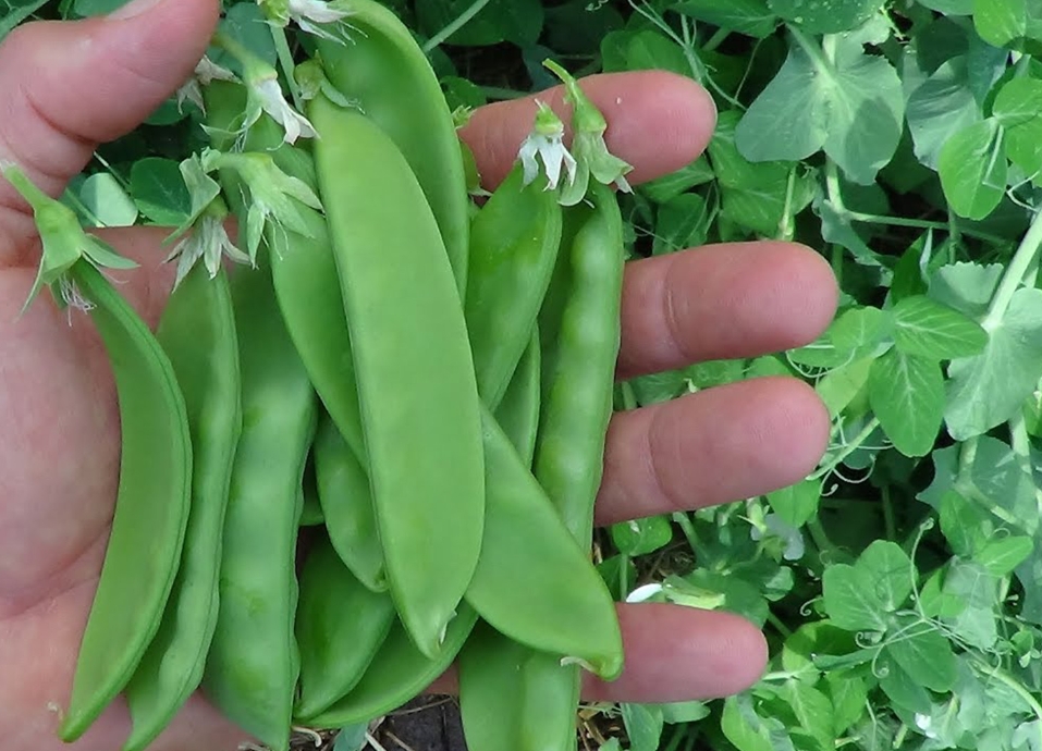 荷兰豆美味地图：哪片土地孕育种植最鲜嫩的绿色珍馐？