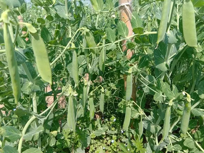 荷兰豆美味地图:哪片土地孕育种植最鲜嫩的绿色珍馐?