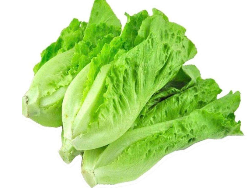 <b>生菜能直接生吃吗？解锁生菜的正确打开方式健康又美味！</b>