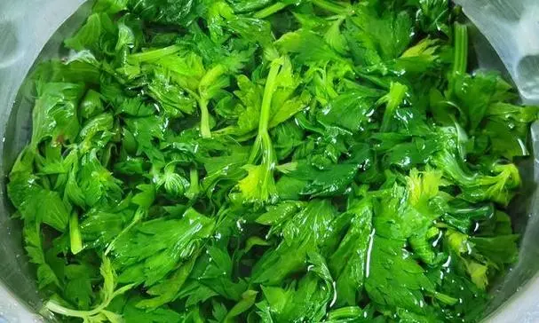 绿色奇迹,健康之选——芹菜的营养价值与功效作用全解析