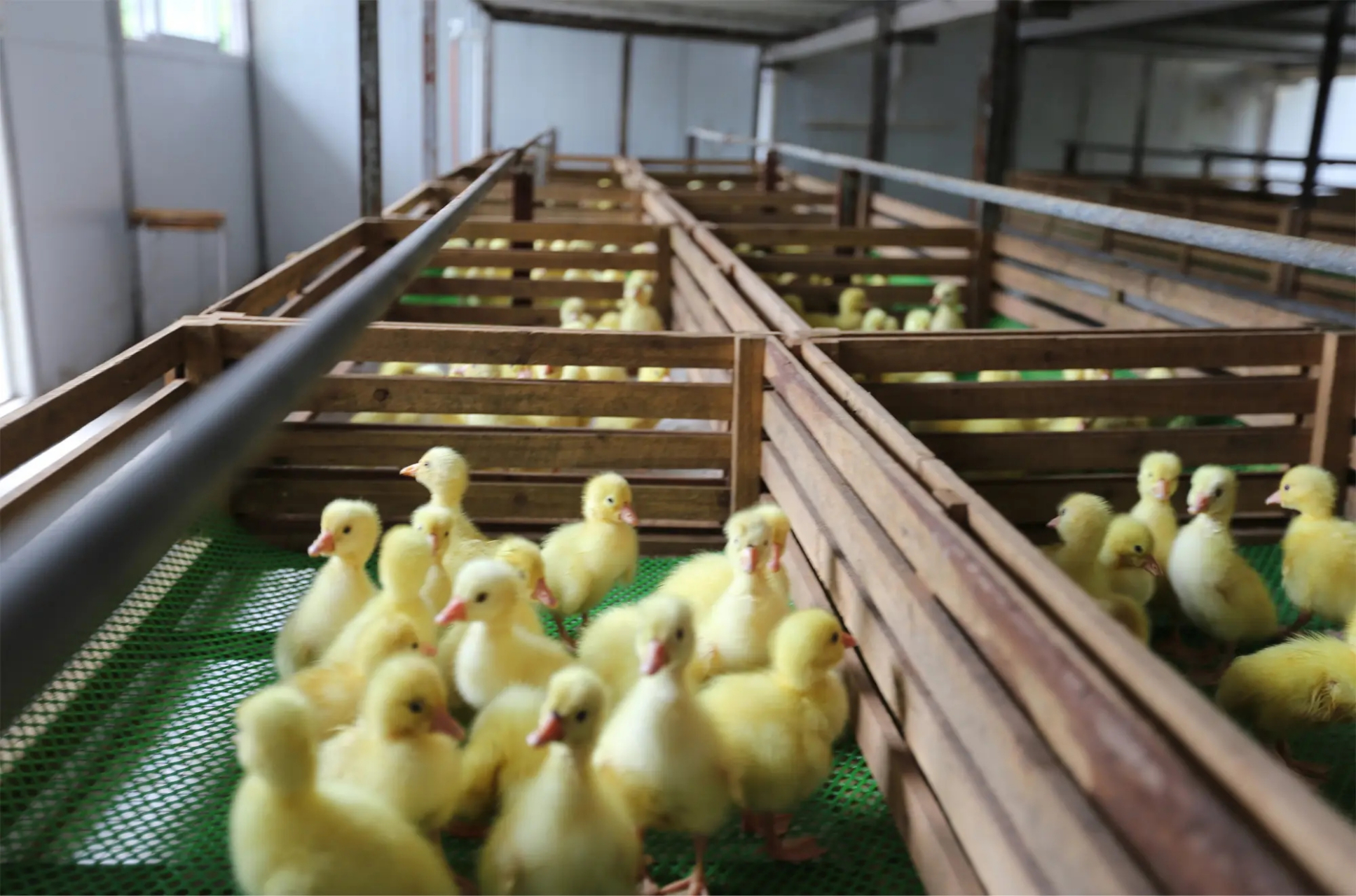 雏鸭前10天的饲养技术与管理要点大公开,助你轻松养出健康鸭群