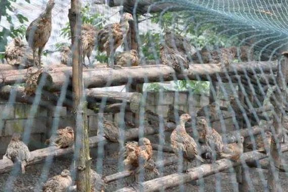 斑鸠养殖新纪元:揭秘高效人工养殖技术与管理方法秘籍,引领致富新潮流