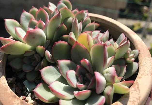 雨燕座多肉养护秘籍大公开：轻松上手，让你的绿植瞬间成为焦