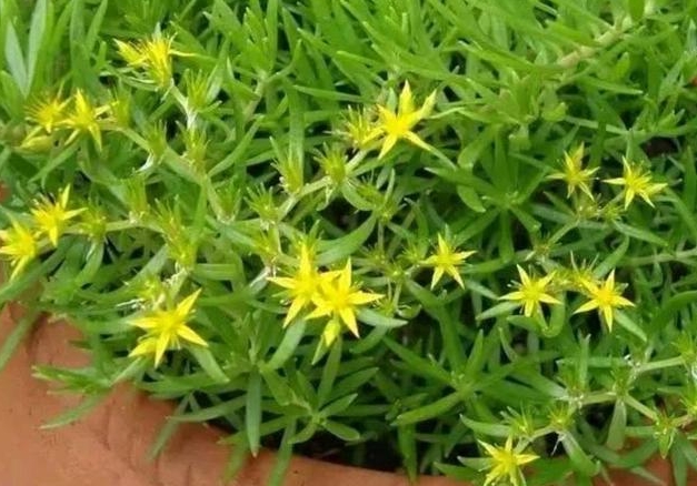 <b>半枝莲别名是垂盆草吗？揭秘植物界别名小误会。</b>