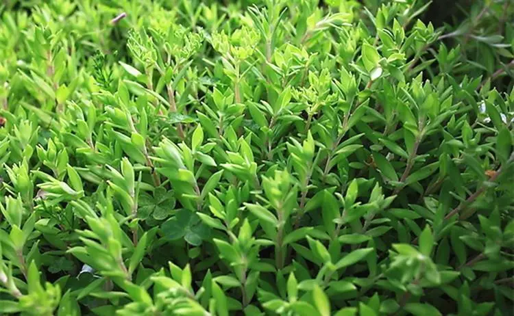 半枝莲别名是垂盆草吗?揭秘植物界别名小误会。
