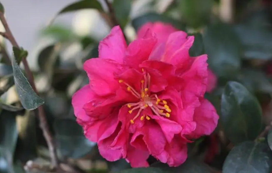 <b>茶梅是茶花还是梅花？一花两世界破解茶花与梅花之间的真相与误会！</b>