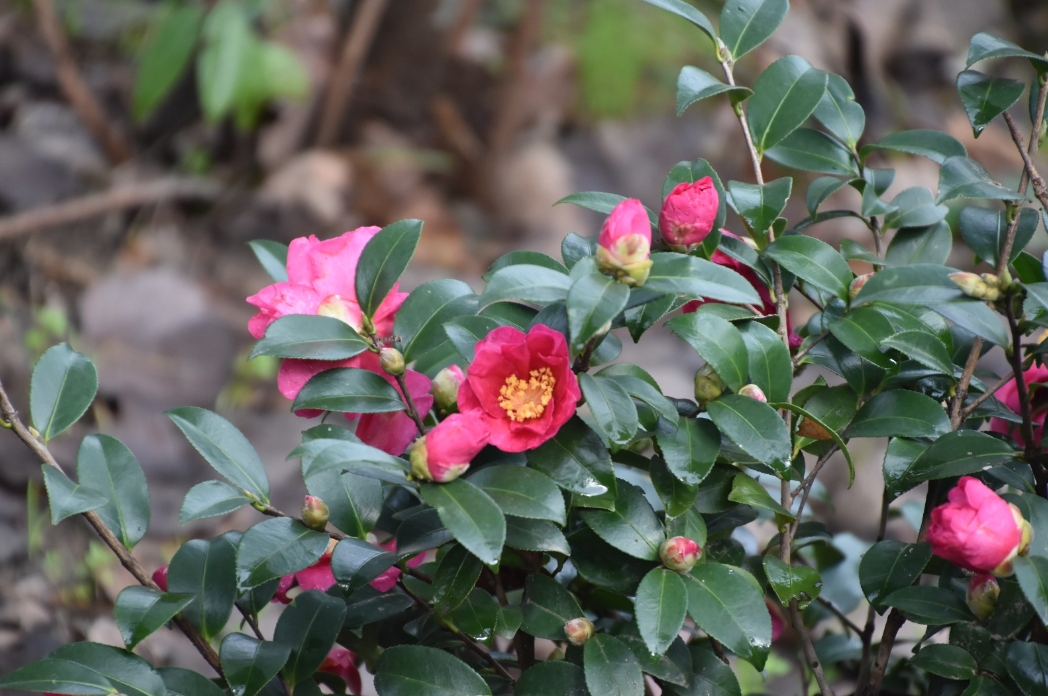 茶梅是茶花还是梅花?一花两世界破解茶花与梅花之间的真相与误会!